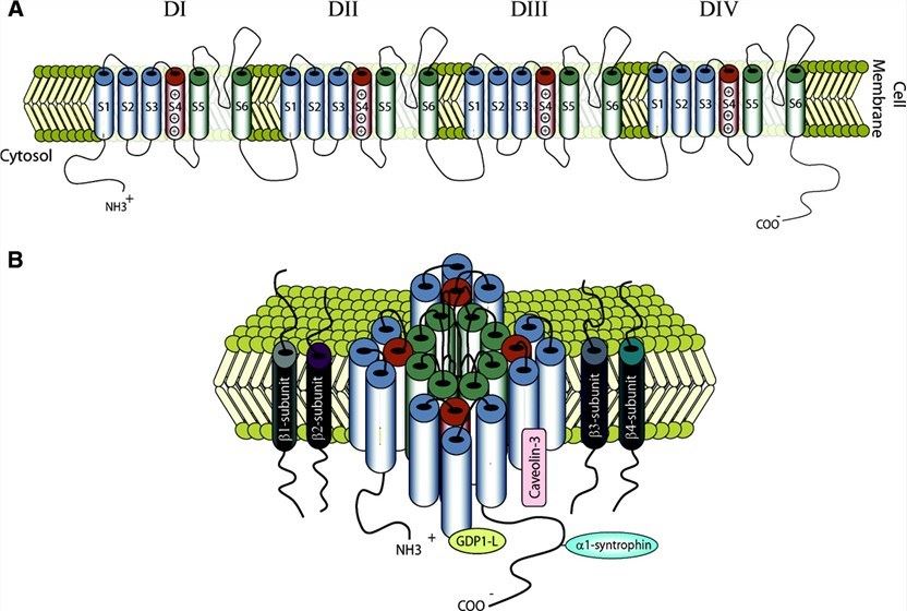(A) Schematic representation of the α-subunits of cardiac sodium channel, consisting of 4 serially linked homologous domains (DI-DIV), each containing 6 transmembrane segments (S1-S6). (B) The interacting β-subunits and other regulatory proteins are depicted.