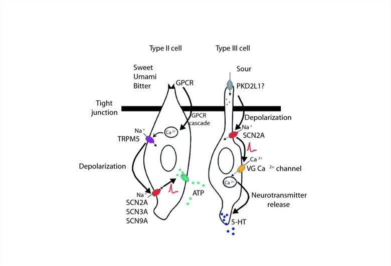 Roles of voltage-gated Na+ channels in taste cells.