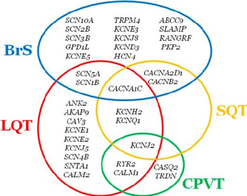 Diagram of overlapping genes associated with main cardiac channelopathies.