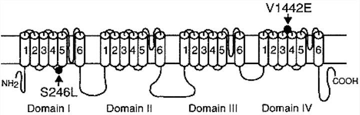 Scheme of skeletal muscle sodium channel Nav1.4 encoded by <em>SCN4A</em> and the identified mutations.