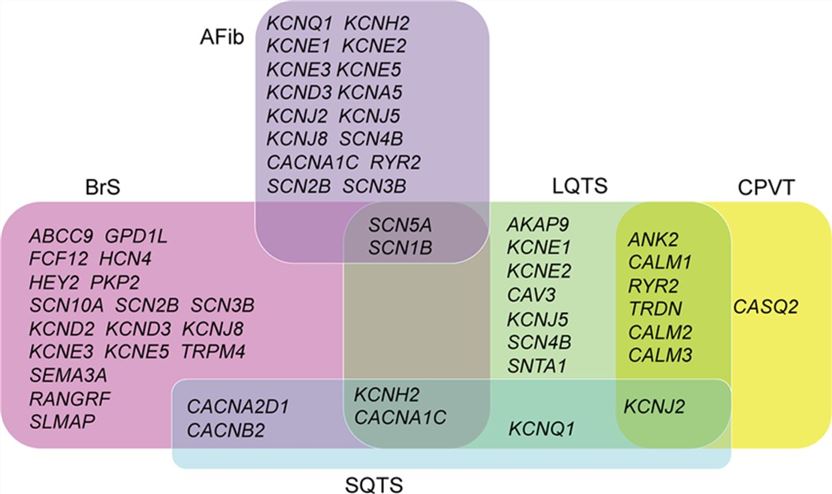 Diagram shows overlap between the genes associated with Brugada syndrome (BrS), short-QT syndrome (SQTS), long-QT syndrome (LQTS), catecholaminergic polymorphic ventricular tachycardia (CPVT), and atrial fibrillation (AFib).
