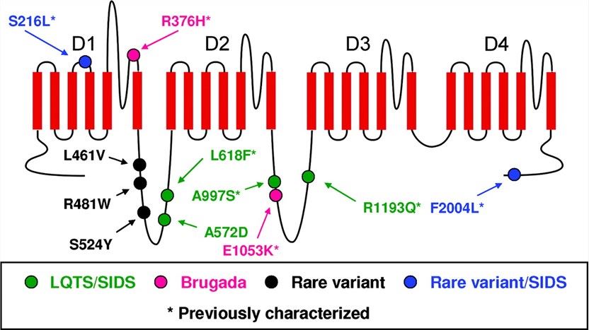 Rare and disease-associated SCN5A variants in atrial fibrillation probands illustrated by position within the sodium channel protein topology. 