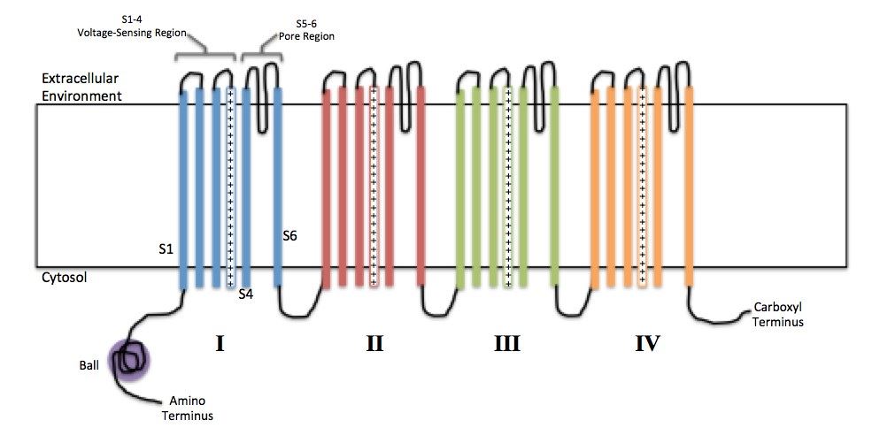 Each of the four homologous domains makes up one subunit of the voltage-gated sodium channel.