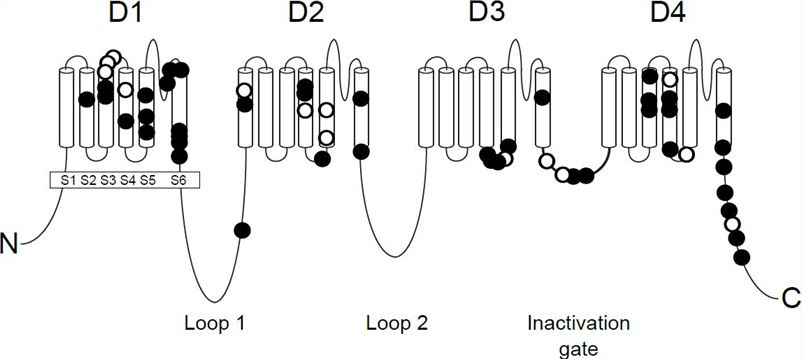 Positions of missense mutations of SCN8A in epileptic encephalopathy.