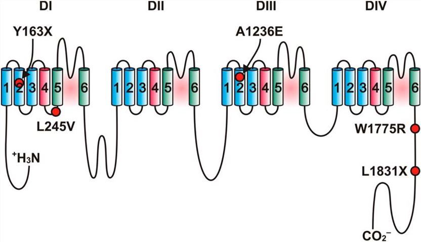 Location of characterized CIP and IEM-associated mutations in NaV1.7. Schematic representation of NaV1.7 showing the 24 transmembrane (TM) domains contained within four regions (DI-IV).