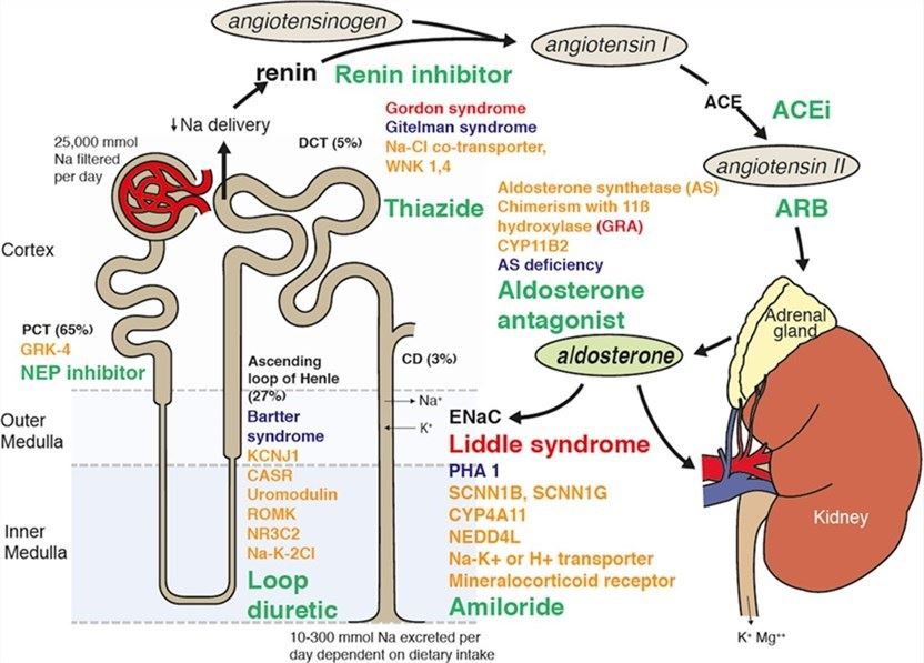 chematic representation of sodium handling by the kidney, syndromes causing hypotension and hypertension, genetic factors influencing sodium reabsorption, and potential targeted therapeutic options.