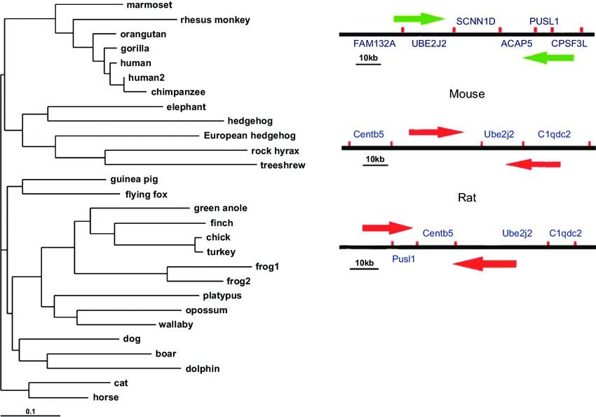 Phylogenetic and genomic analysis of SCNN1D.