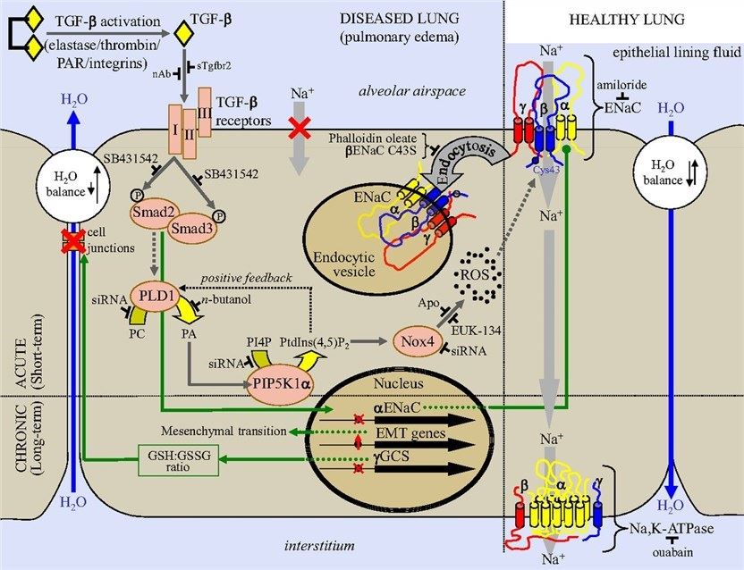 Schematic illustration of the TGF-β/ENaC pathway in a generalized alveolar epithelial cell monolayer.