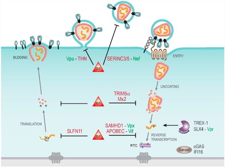 Cytoplasmic host cell restrictions to human immunodeficiency virus types 1 (HIV-1) infection and virally encoded antagonists.