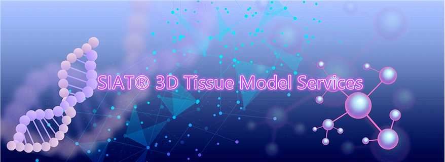 SIAT 3D Tissue Model Services. (Creative Biolabs Original)
