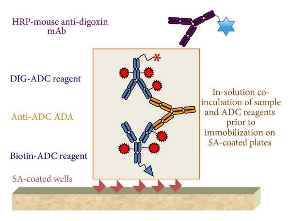 ADA assay formats used for cynomolgus monkeys.
