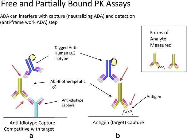 Free and partially bound PK assays.