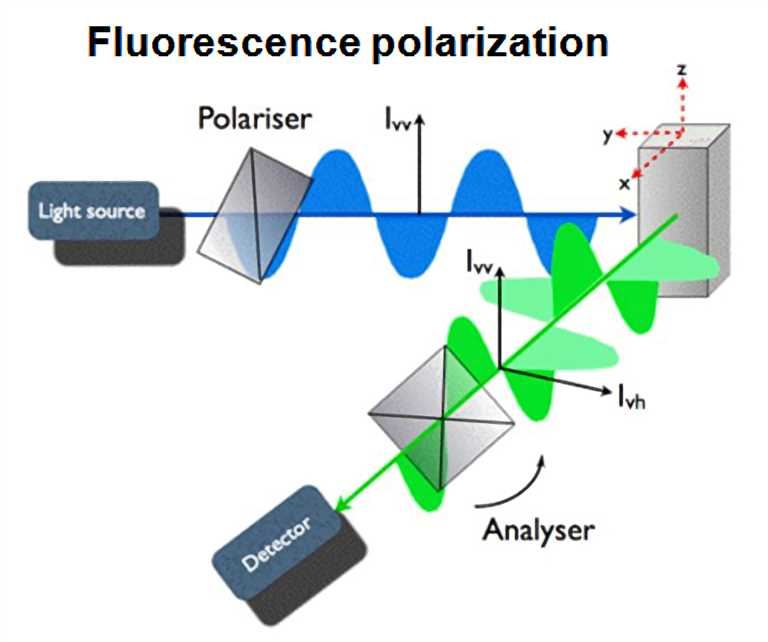 Fluorescence polarization