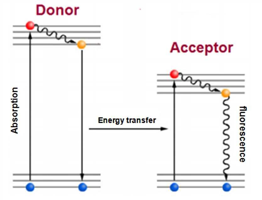 Fluorescence resonance energy transfer