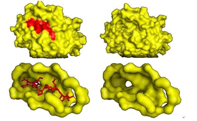 The binding pocket of HLA (yellow) and peptide (red). (Giguère et al. 2013)
