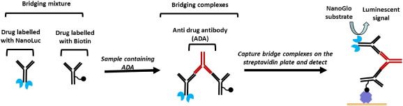 Schematic of NanoLuc bridging immunoassay.