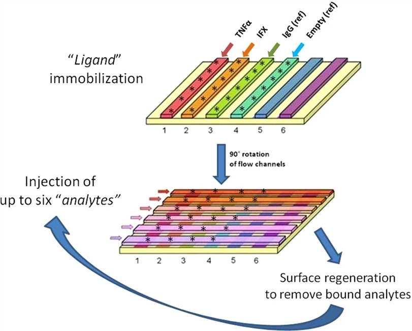 General scheme of the SPR-based assay for simultaneous determination of IFX and ATI concentrations in serum.