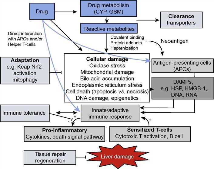 The initiation and progression events relevant to idiosyncratic drug-induced liver injury.