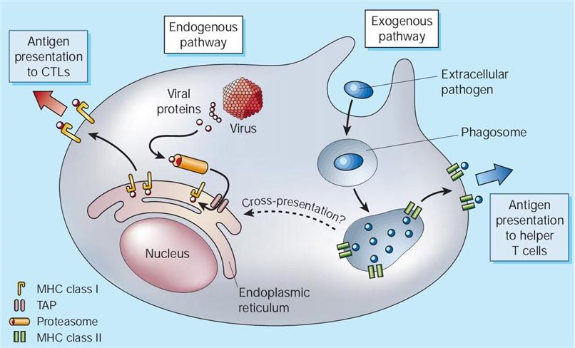 Professional antigen-presenting cells process intracellular and extracellular pathogens. (Roy, 2003)