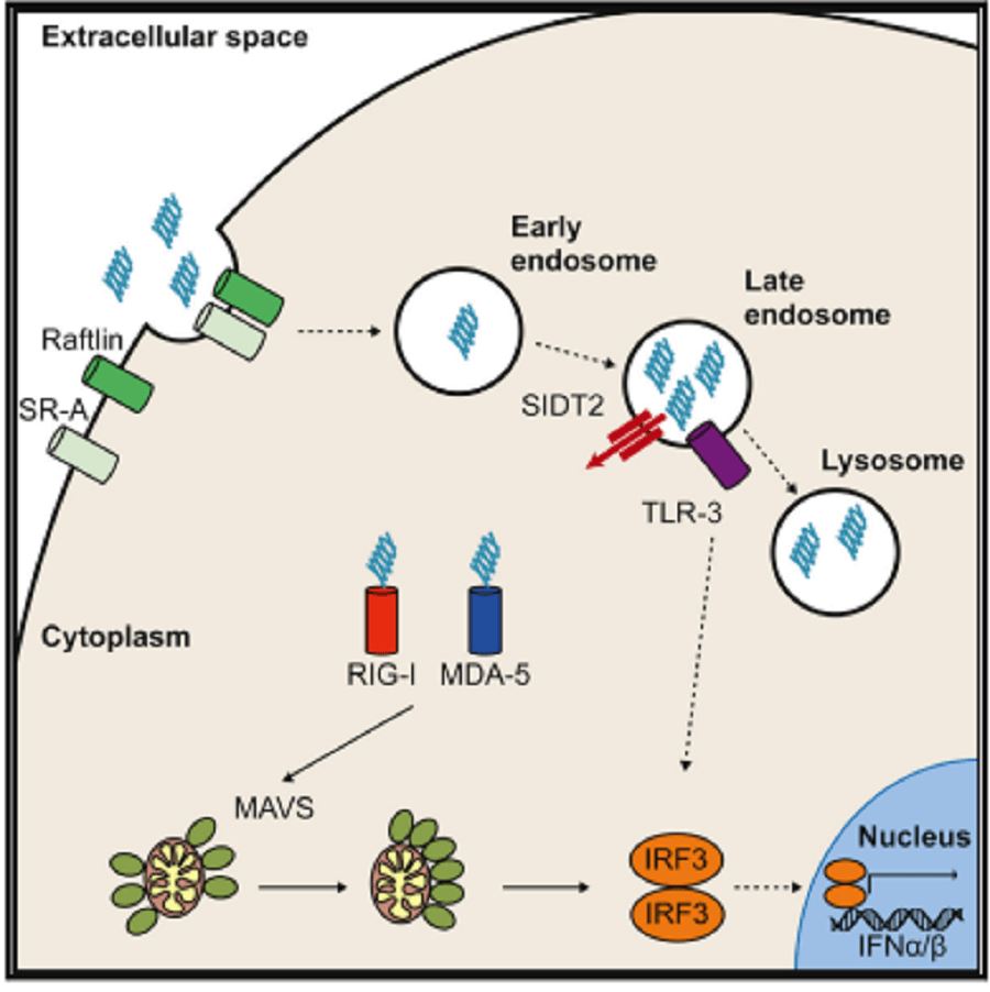 SIDT2 Membrane Protein Introduction