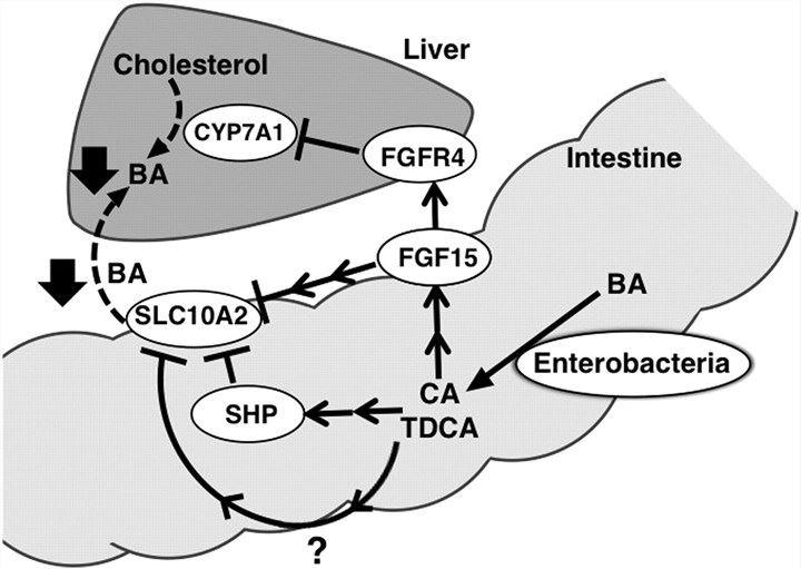 Proposed mechanisms for enterobacteria-mediated regulation of hepatobiliary bile acid levels.