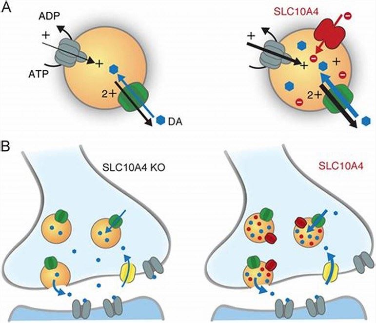 SLC10A4 is a vesicular aminergic associated transporter modulating monoamine homeostasis.