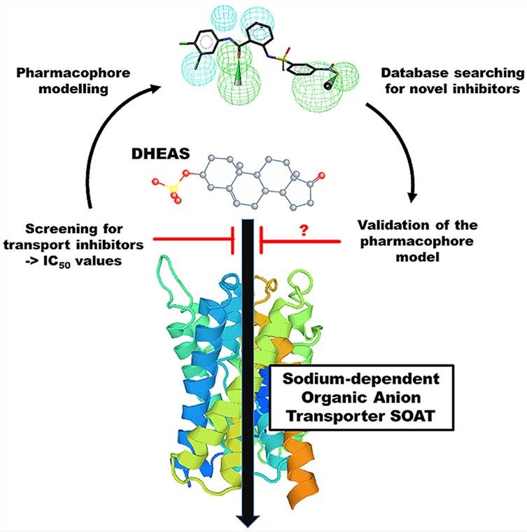 Identification of novel inhibitors of the steroid sulfate carrier SOAT by pharmacophore modeling.