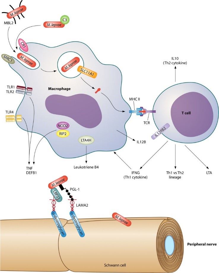 Genes and gene products involved in the immune response to M. leprae.