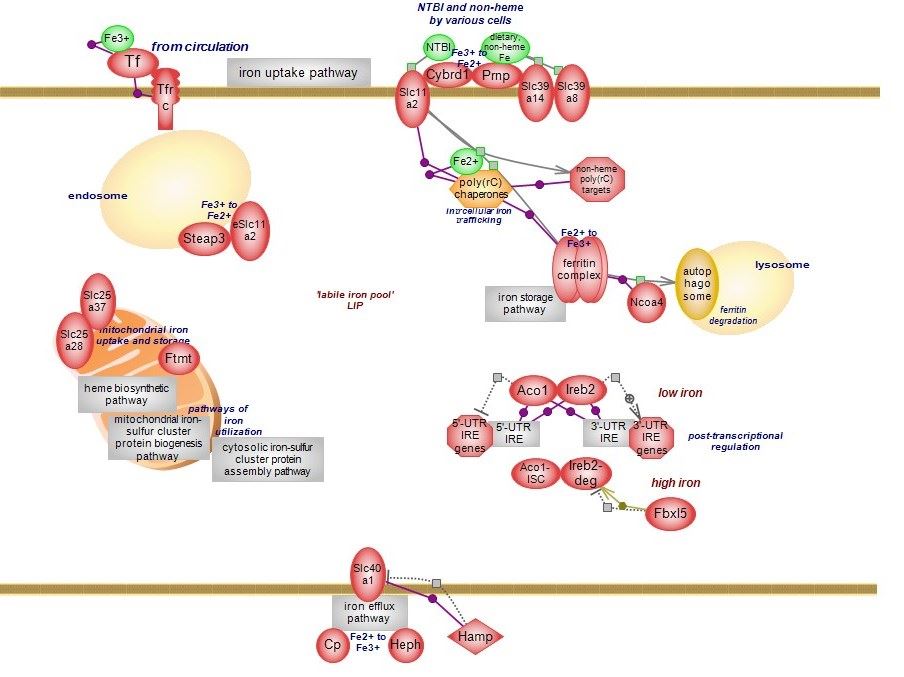 SLC11A2 Membrane Protein Introduction