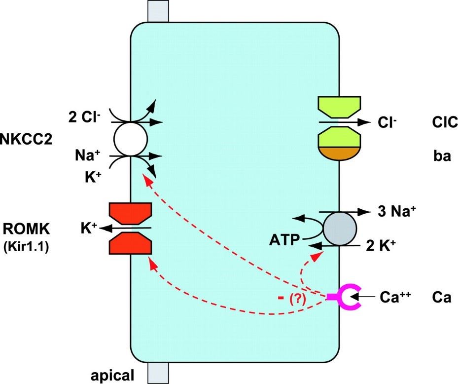 Model for NaCl reabsorption in the thick ascending limb of Henle’s loop (TAL). 