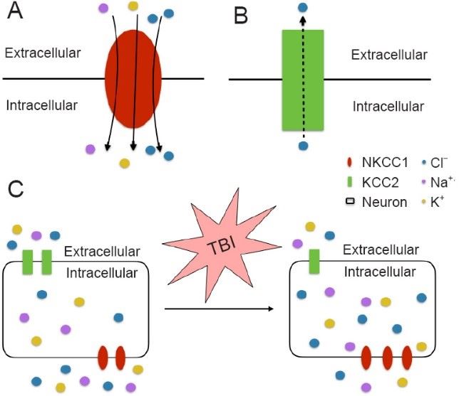 The functions of NKCC1.