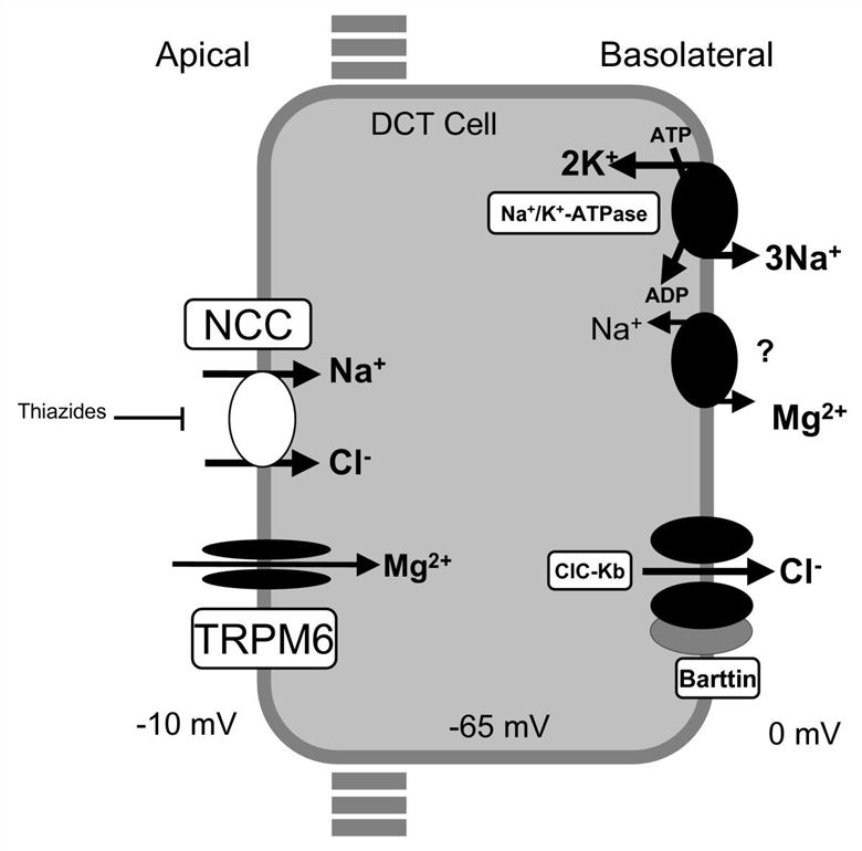 A model of transport mechanisms in the DCT.