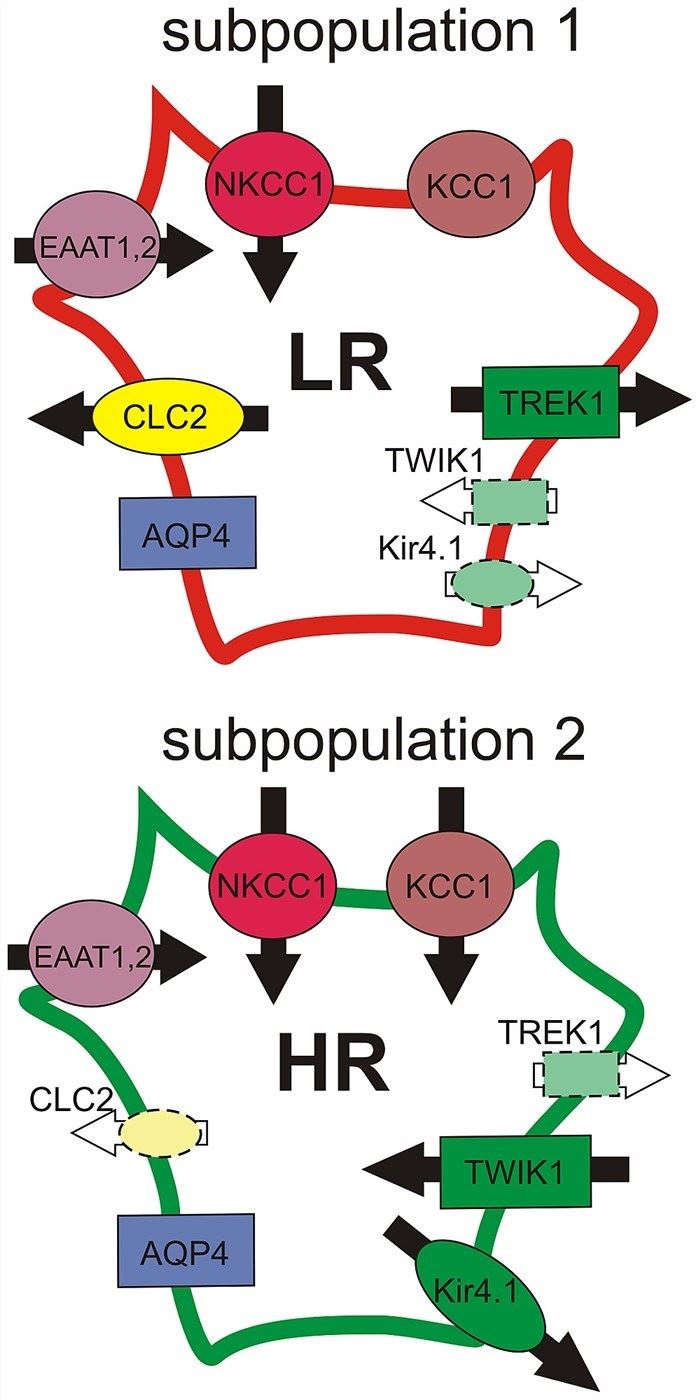 Two astrocytic subpopulations differing in the gene expression levels of K+/Cl− channels.