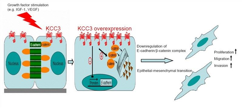 KCC3 downregulates E-cadherin/β-catenin complex formation by inhibiting transcription of <em>E-cadherin</em> gene and accelerating proteosome-dependent degradation of β-catenin protein.