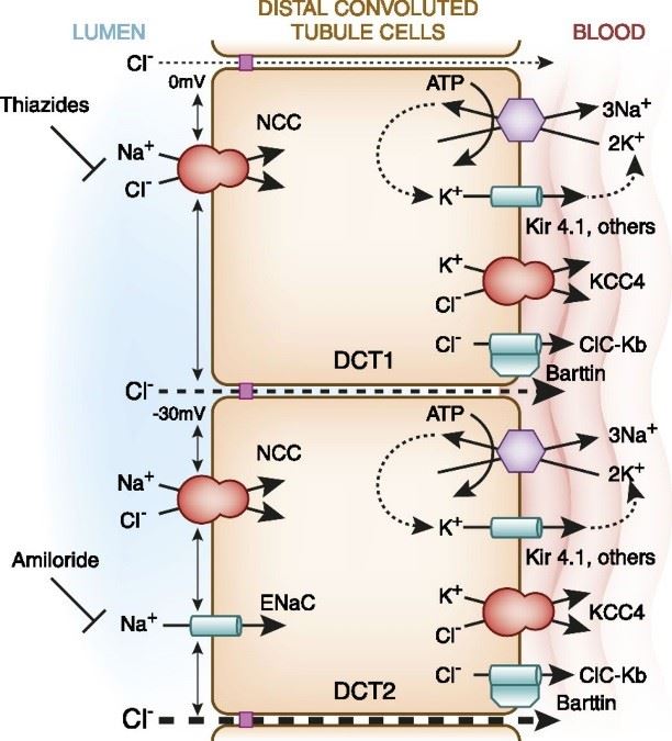 Chloride transport is carried out by the chloride channel ClC-Kb and potassium chloride cotransporter 4 in DCT.