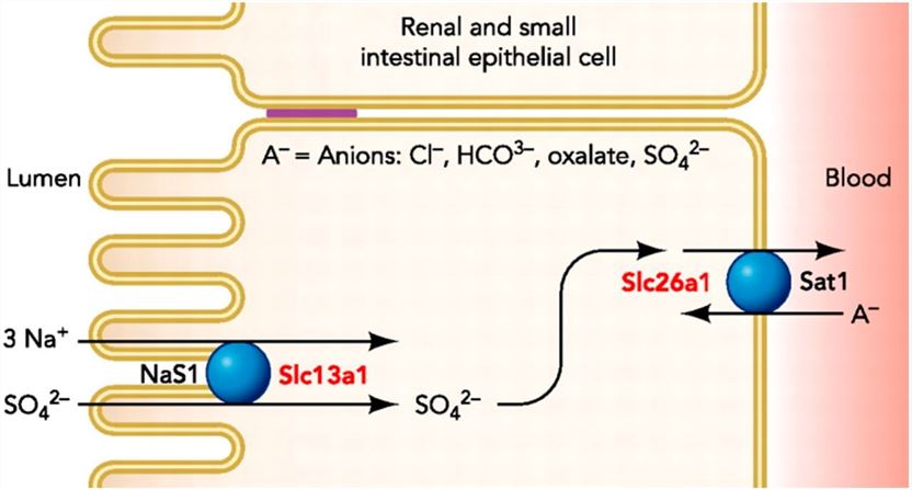 Sulfate transporters in the renal and small intestinal epithelial cell.