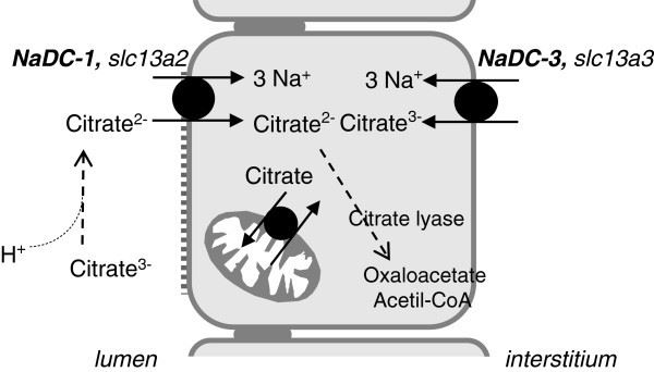 Schema for the metabolism of citrate in a proximal tubule cell.
