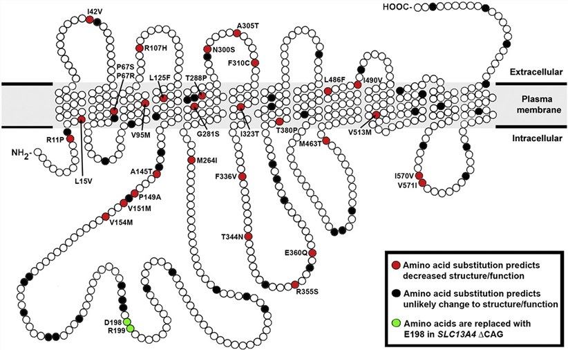 Predicted topology of the human SLC13A4 protein depicting the location of validated missense variants.