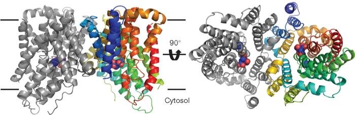 Structure of SLC13A5 membrane protein