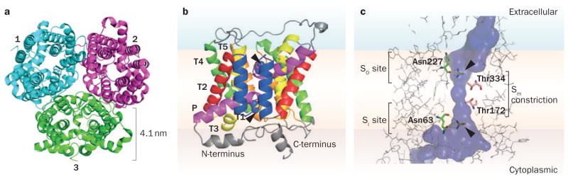 Molecular structure of SLC14A1 membrane protein.