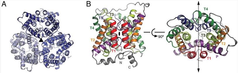 Structure of SLC14A2 membrane protein.