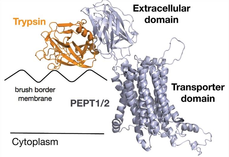 Crystal structure of the extracellular domains of SLC15A1.