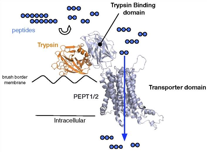 A Model for the Interaction between Trypsin and PepT2 (SLC15A2).