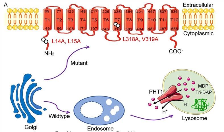 Model for the role of SLC15A4 in immune responses