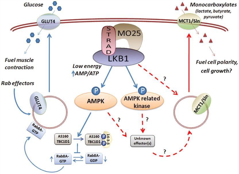 SLC16A1 Membrane Protein Introduction