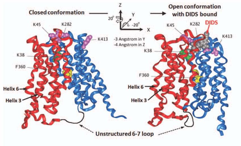 SLC16A12 Membrane Protein Introduction