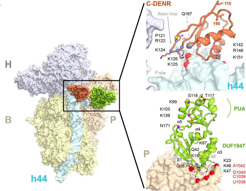 SLC16A13 Membrane Protein Introduction