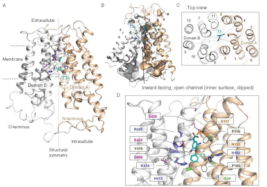 SLC16A2 Membrane Protein Introduction