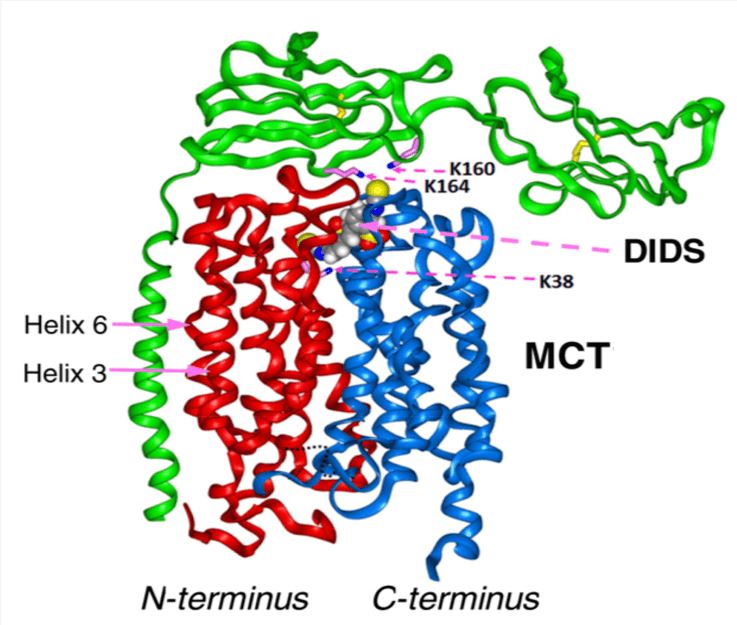 SLC16A4 Membrane Protein Introduction