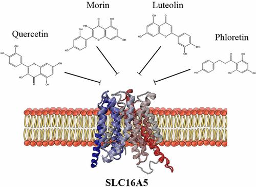 SLC16A5 Membrane Protein Introduction